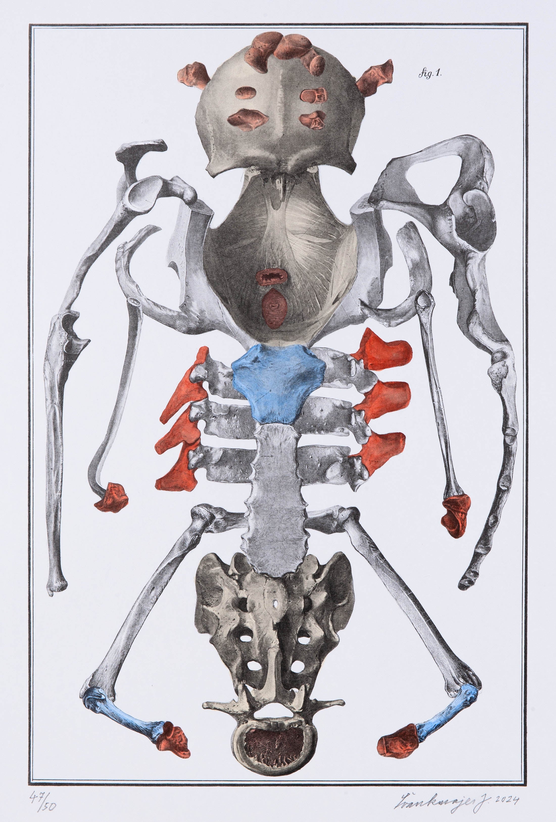 Bilderlexikon - Nesoustavná anatomie 2