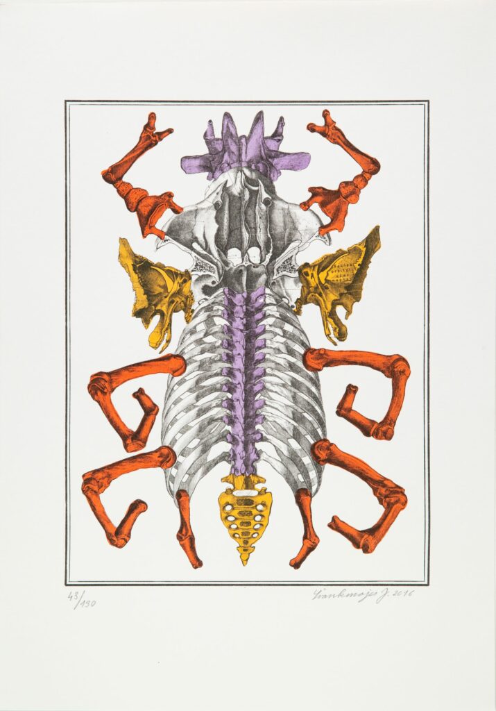 Bilderlexikon – Hexapoda 2