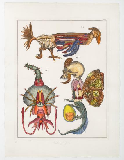 Historia Naturae Tab 8